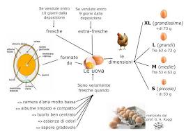 UOVA: Qualità, nutrizione e classificazione