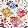 Resiners® 100 pezzi di fiori secchi pressati