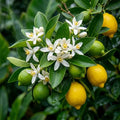 fiore di limone - fragranze per candele