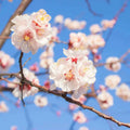 fiore d' albicocco - Fragranze per candele