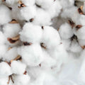 fiore di cotone Boost - fragranze per candele