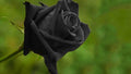 Gum Paste Nera 300 gr. per Fiori. Decorina Vip