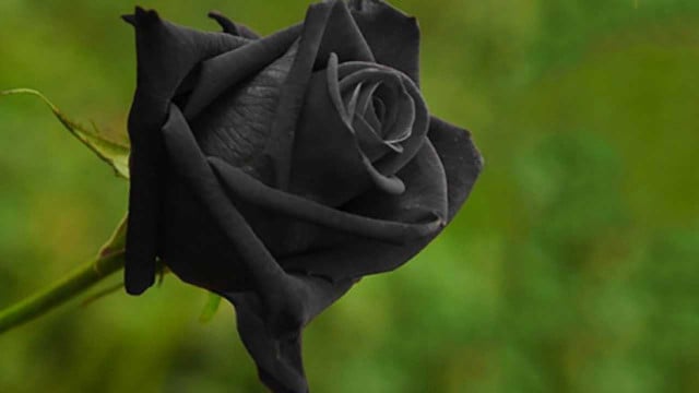 Gum Paste Nera 300 gr. per Fiori. Decorina Vip