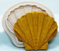 Grande Ostrica di 10 cm. Stampo mare di una grande Conchiglia in silicone