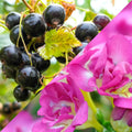Ribes nero e fresia - Fragranza per candele