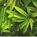 Cannabis -  Fragranza per candele