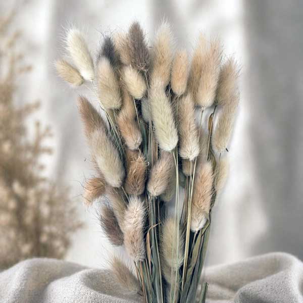 LAGURUS TOPINO. 100 GR NATURALE STABILIZZATO.