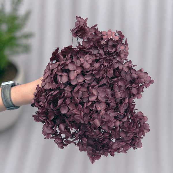 ORTENSIA STABILIZZATA BORDEAUX