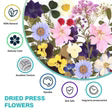 Resiners® 100 pezzi di fiori secchi pressati