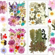 Resiners® 100 pezzi di fiori secchi pressati